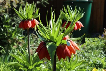 Garten Frühling Ostern Garten Blumenbeet