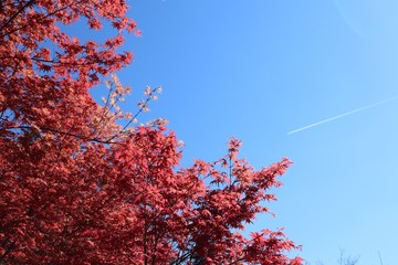 Garten Frühling Ostern Garten Blumenbeet