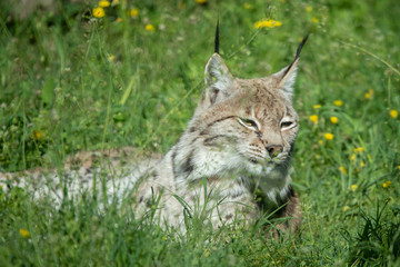 Naklejka na ściany i meble lynx in grass