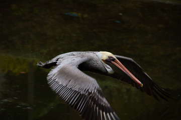 Pelican in flight