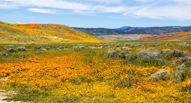 California Wildflower Landscapein Vivid Color under Blue Sky