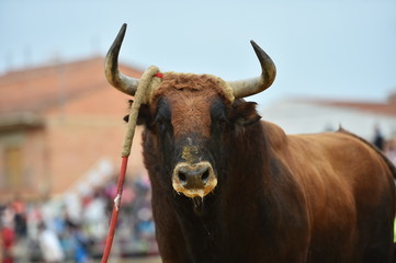 toro español tradicional
