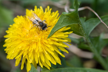 Bee in flower of dandelion.