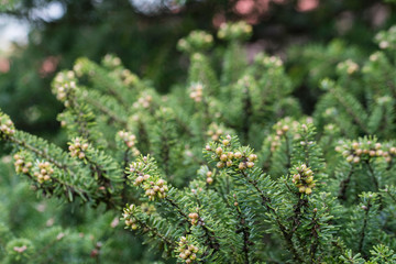 Fototapeta na wymiar Flowers on ornamental spruce.