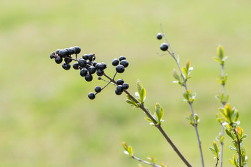 Black berry of a berry on a twig.