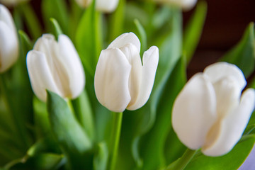Bouquet of white tulips on a table