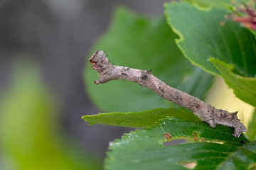 シモフリトゲエダシャク幼虫