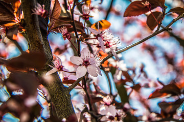 Pink flowers on a cherry tree