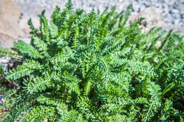 Common yarrow plant growing in a garden