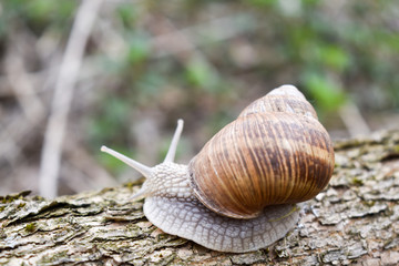 snail