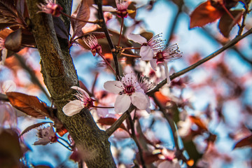 Pink flowers on a cherry tree