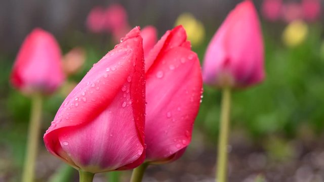 Pink tulips after rain close-up