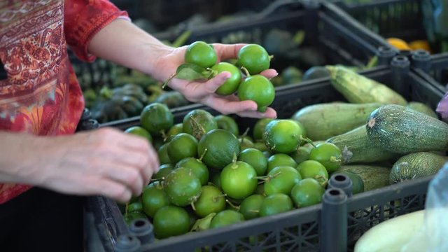 Closeup of mature woman’s hands picking limes and putting them into a tub.