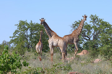 Giraffe / Giraffe / Giraffa Camelopardalis