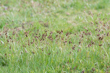 Luzula campestris - tiny flowers in the lawn.