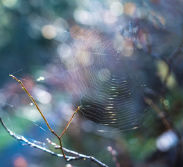 Spider web in spring