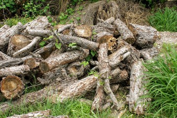 Old Wood Pile