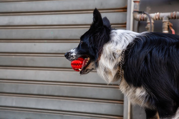 Black and White dog with a red ball in his mouth is standing in the urban streets. Taken in Jaffa, Tel Aviv, Israel.