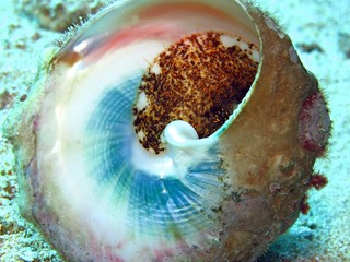 Red Sea Topshell (Tectus dentatus)Taking in Red Sea, Egypt.