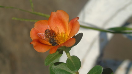 abeja