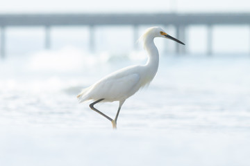 Egret in the surf