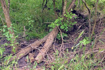 Fallen Tree in Woods