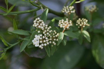 Reeves spirea blossoms