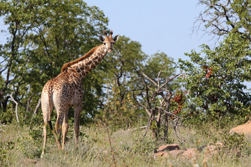 Giraffe / Giraffe / Giraffa Camelopardalis