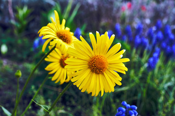 yellow summer flowers Doronicum  in the garden.