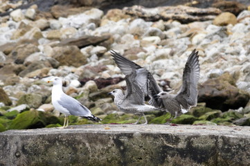 Birds by the Cantabrian Sea
