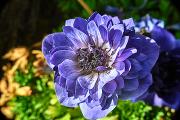 anemone purple flowers in the garden..