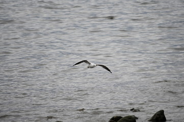 Seagull fliying over the cantabrian coast	