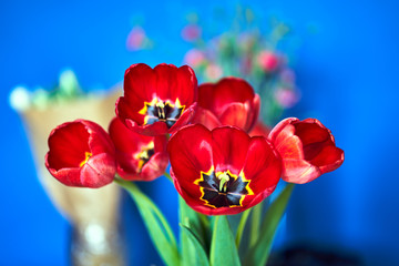Obraz premium Closeup of pistil and stamens in the interior of a cup of red tulip flower.