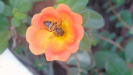 abeja
