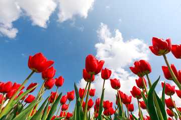 red tulips over blue sky