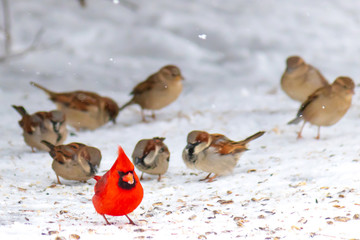 Cardinal leading the swarm of chickadees
