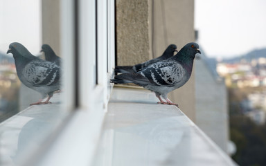 Two Pigeon birds standing on windowsill looking at the city