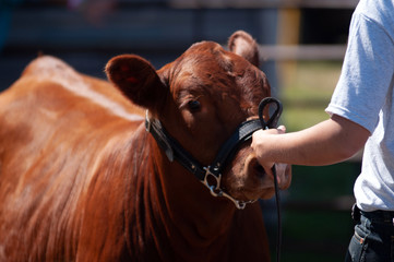 cow being judged