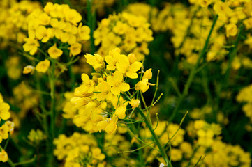 yellow flowers in field