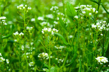 white field flower