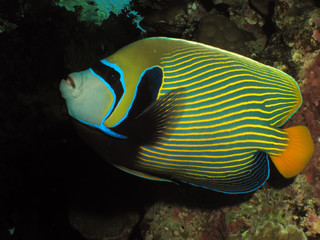 Fototapeta na wymiar Emperor Angelfish ( Pomacanthus imperator) Taken in Red Sea, Egypt.