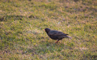crow on green grass