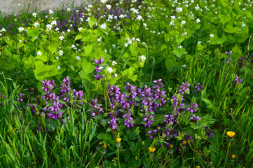 color flowers in the garden