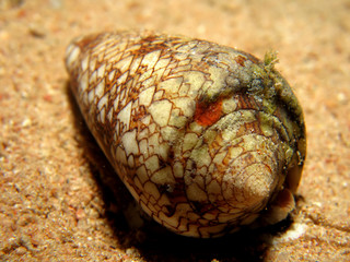 Textile cone (Conus textile neovicarius)Taking in Red Sea, Egypt.