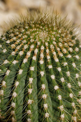 Close-up of big cactus exotic plant with sharp spine