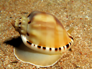 Carnelian cowrie (Lyncina carneola)Taking in Red Sea, Egypt.