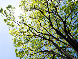 新緑のケヤキの木