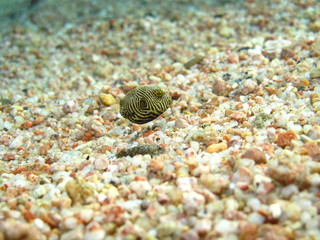 Baby Starry Puffer (Arothron stellatus)