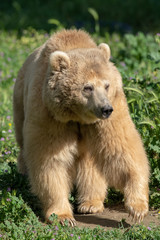 Obraz premium brown bear