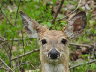 portrait of a deer